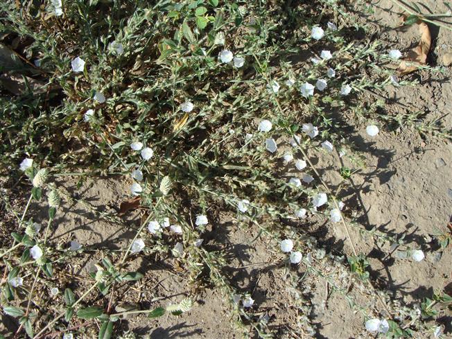 Convolvulus prostratus
